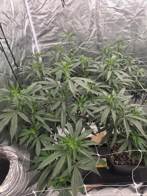 Blue sunset sherbet running for cuttings. Week 11