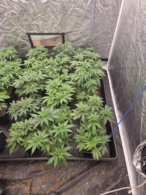 Purple stardawg and mendo breath. Week 7