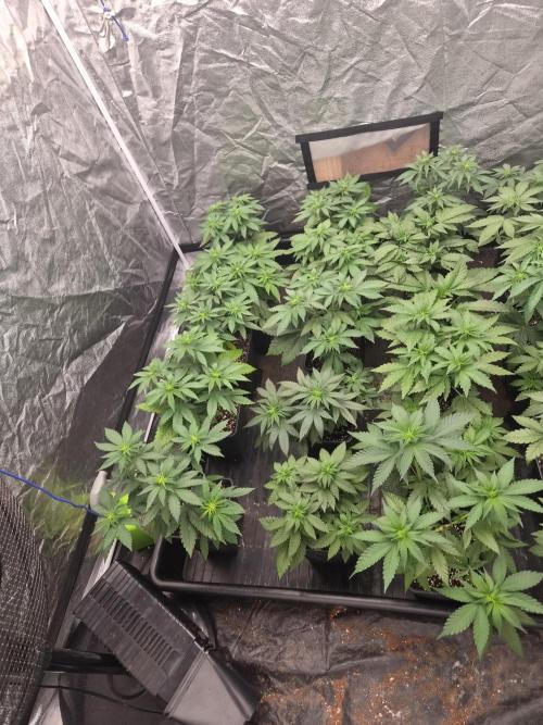 Purple stardawg and mendo breath. Week 7