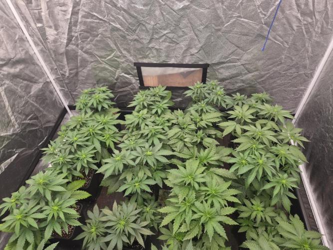 Purple stardawg and mendo breath. Week 7