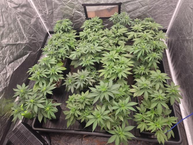 Purple stardawg and mendo breath. Week 7