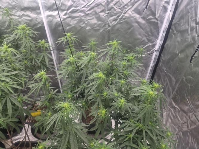 Blue sunset sherbet cuttings. Week 12
