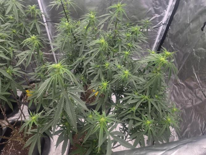 Blue sunset sherbet cuttings. Week 12