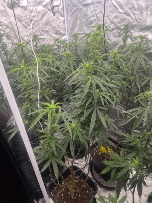 Blue sunset sherbet cuttings. Week 12
