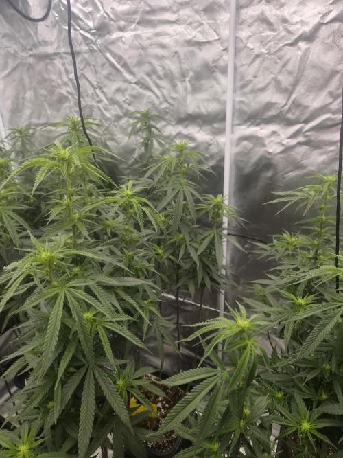 Blue sunset sherbet cuttings. Week 12