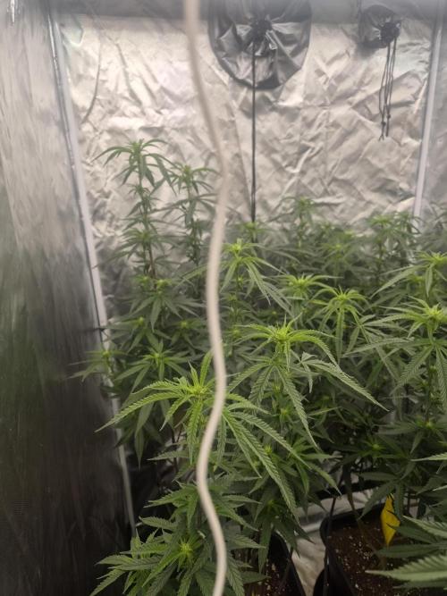 Blue sunset sherbet cuttings. Week 12