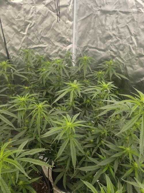 Blue sunset sherbet cuttings. Week 12