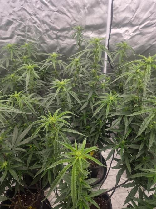 Blue sunset sherbet cuttings. Week 12