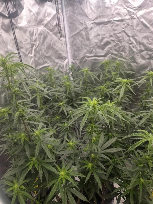 Blue sunset sherbet cuttings. Week 12