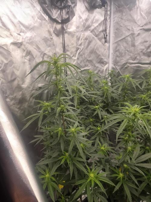 Blue sunset sherbet cuttings. Week 12