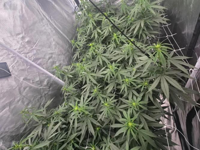 Blue sunset sherbet running for cuttings. Week 12