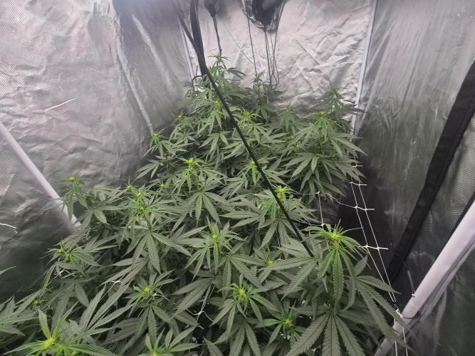 Blue sunset sherbet running for cuttings. Week 12