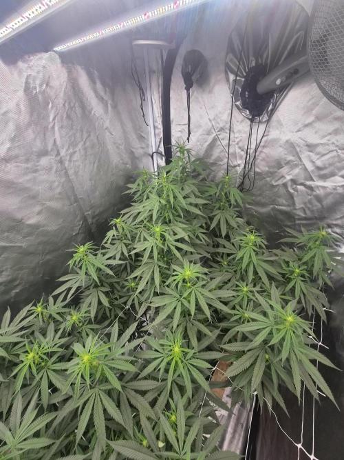 Blue sunset sherbet running for cuttings. Week 12