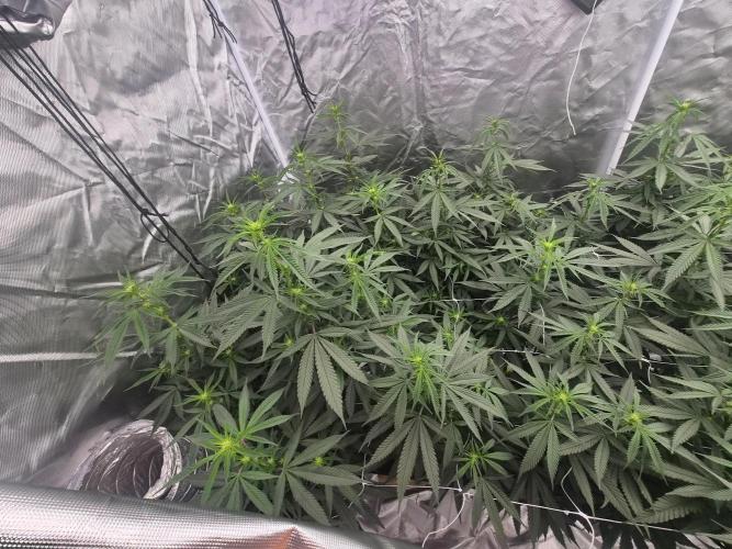 Blue sunset sherbet running for cuttings. Week 12