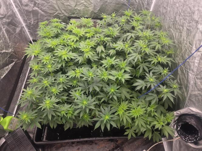 Purple stardawg and mendo breath. Week 8