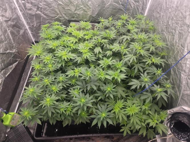 Purple stardawg and mendo breath. Week 8