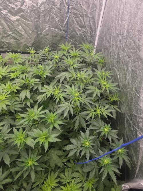 Purple stardawg and mendo breath. Week 8