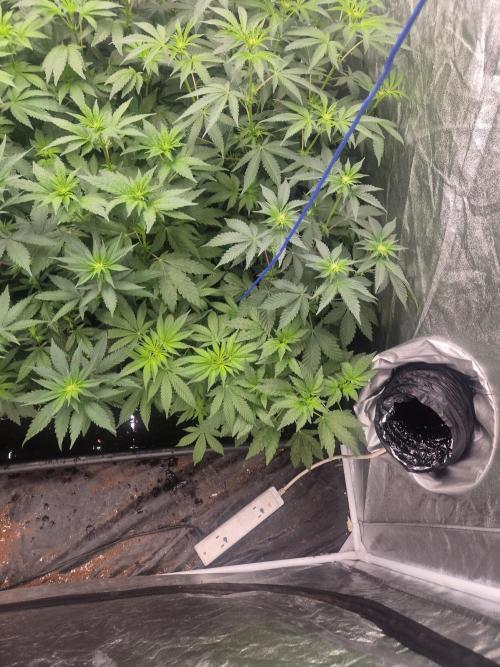 Purple stardawg and mendo breath. Week 8