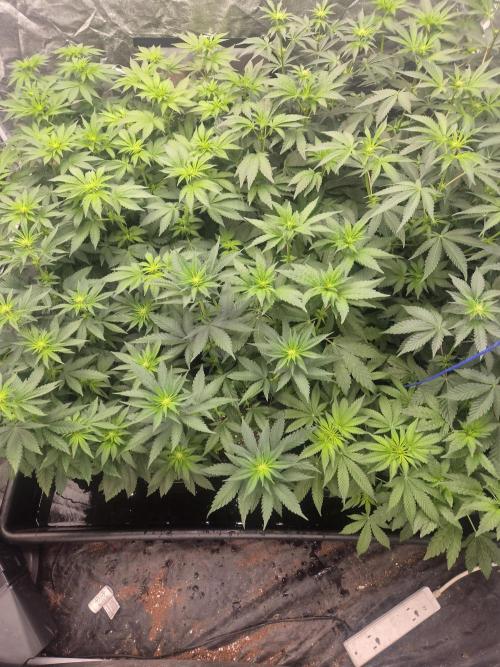 Purple stardawg and mendo breath. Week 8