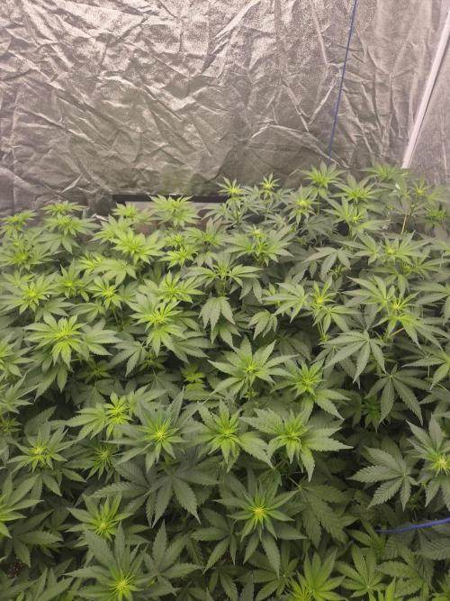 Purple stardawg and mendo breath. Week 8