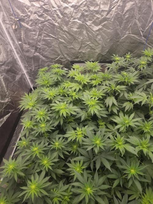 Purple stardawg and mendo breath. Week 8