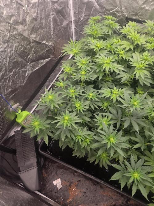 Purple stardawg and mendo breath. Week 8