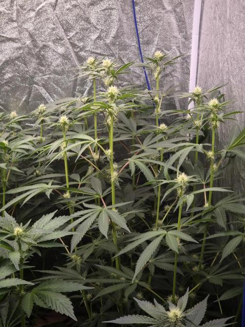 Purple stardawg and mendo breath. Week 9