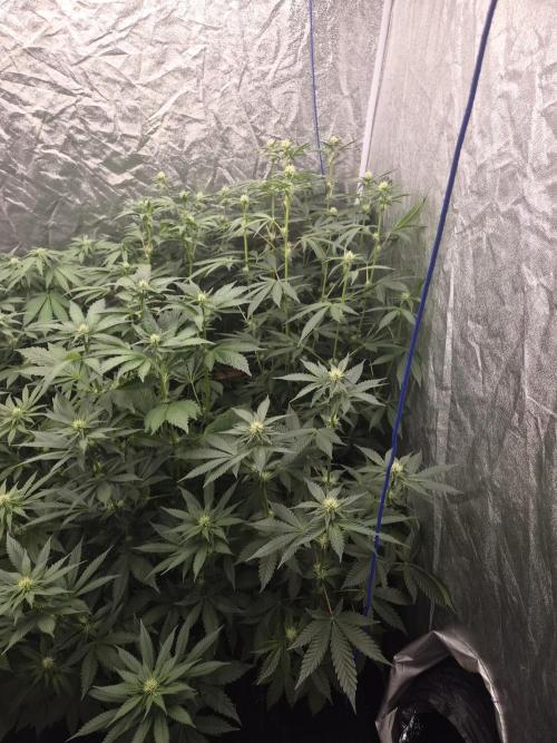Purple stardawg and mendo breath. Week 9