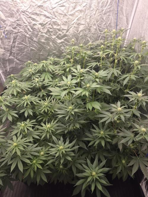 Purple stardawg and mendo breath. Week 9