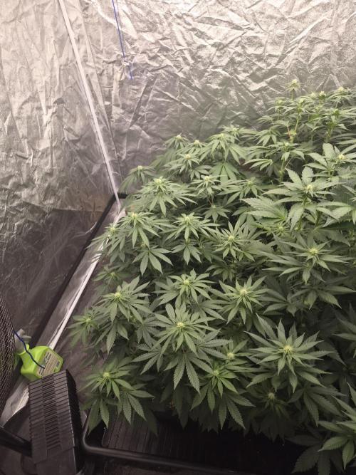 Purple stardawg and mendo breath. Week 9