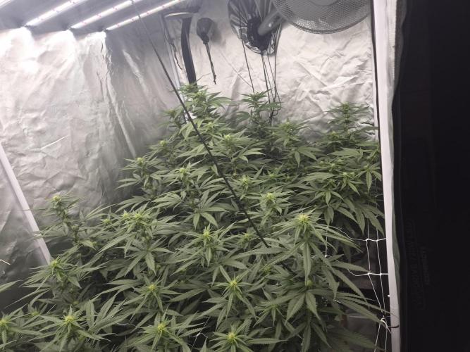 Blue sunset sherbet running for cuttings. Week 13