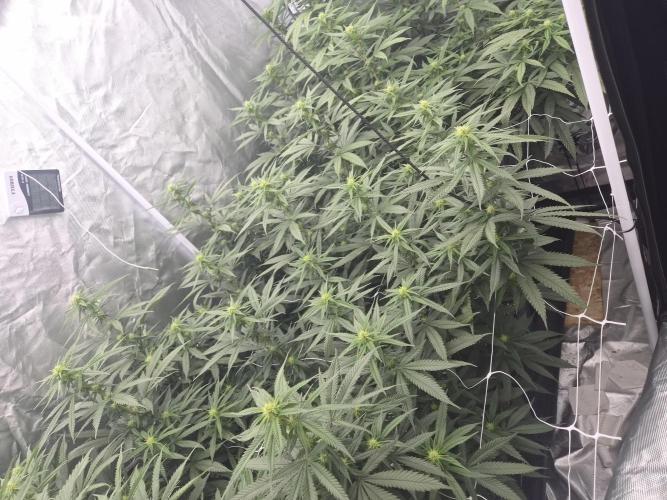 Blue sunset sherbet running for cuttings. Week 13