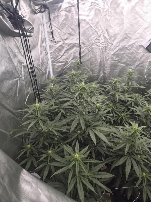 Blue sunset sherbet running for cuttings. Week 13