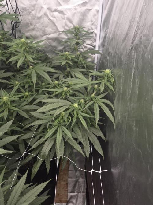 Blue sunset sherbet running for cuttings. Week 13