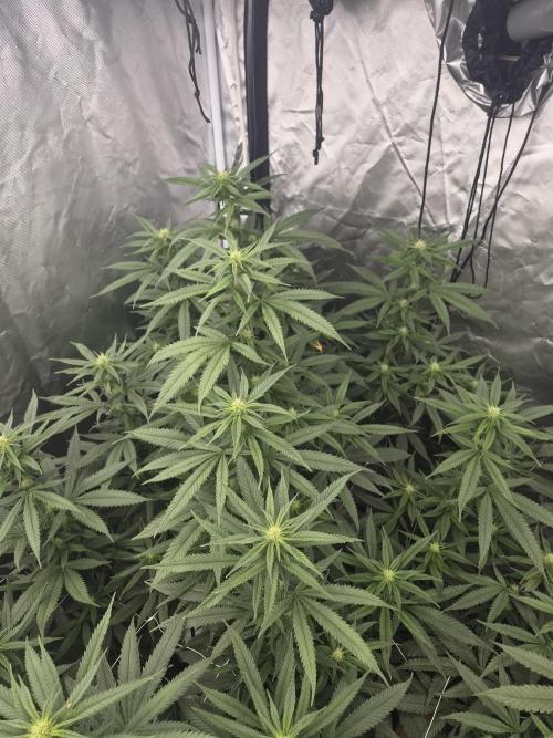 Blue sunset sherbet running for cuttings. Week 13