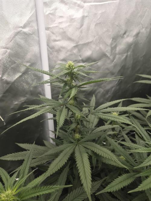 Blue sunset sherbet running for cuttings. Week 13