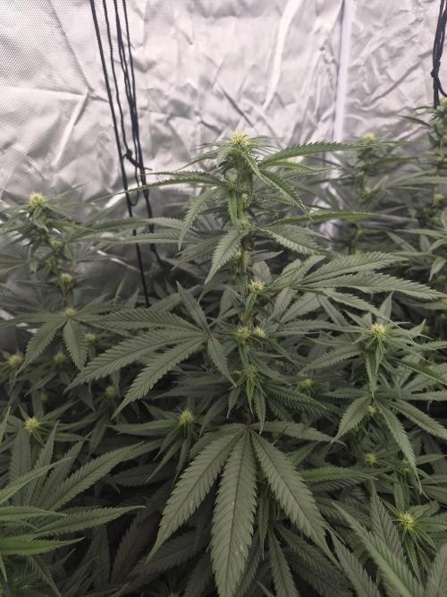 Blue Sunset Sherbert. Week 13