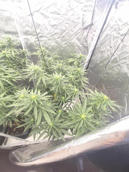 Blue sunset sherbet cuttings. Week 13
