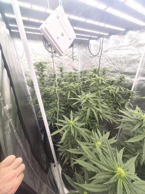 Blue sunset sherbet cuttings. Week 13