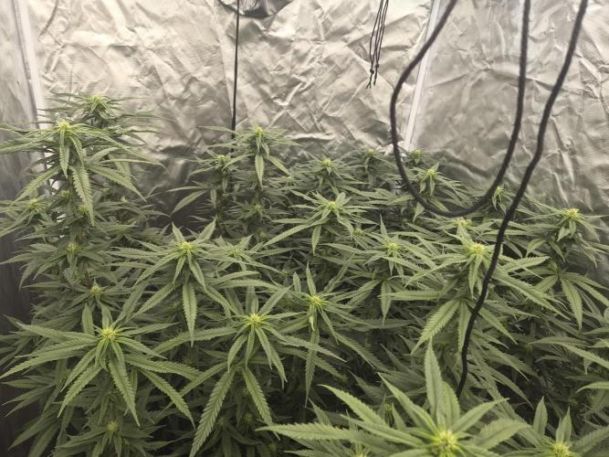Blue sunset sherbet cuttings. Week 13