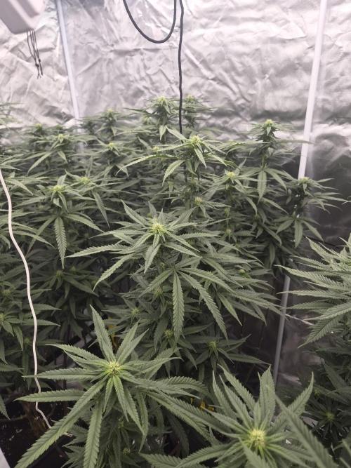 Blue sunset sherbet cuttings. Week 13