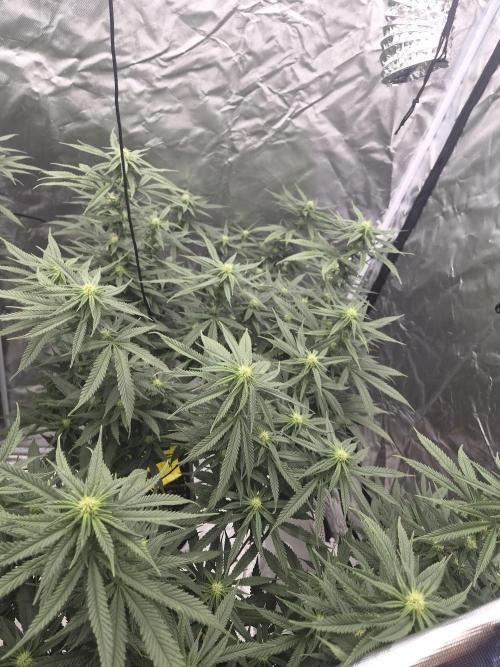 Blue Sunset Sherbert. Week 13
