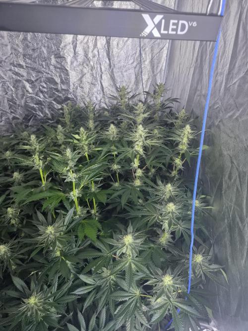 Purple stardawg and mendo breath. Week 10