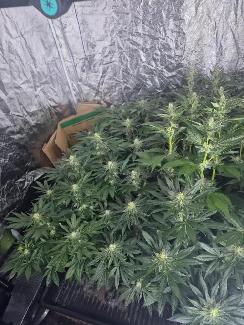 Purple stardawg and mendo breath. Week 10