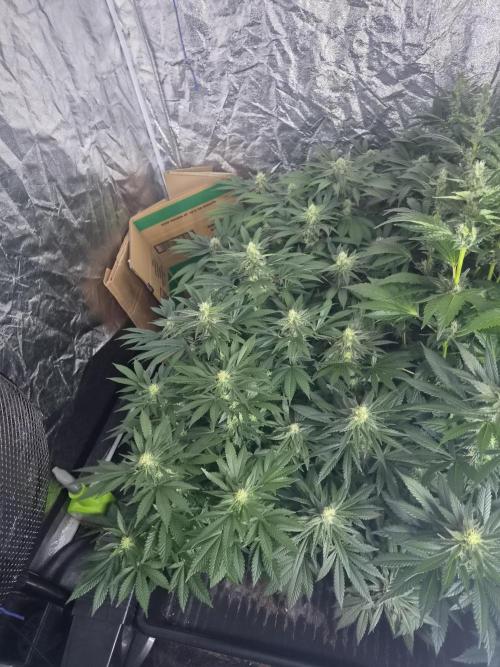 Purple stardawg and mendo breath. Week 10