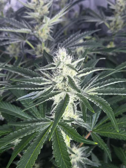 Purple stardawg and mendo breath. Week 10