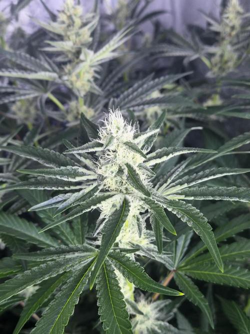 Purple stardawg and mendo breath. Week 10