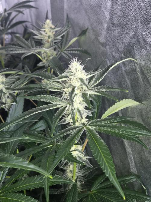 Purple stardawg and mendo breath. Week 10
