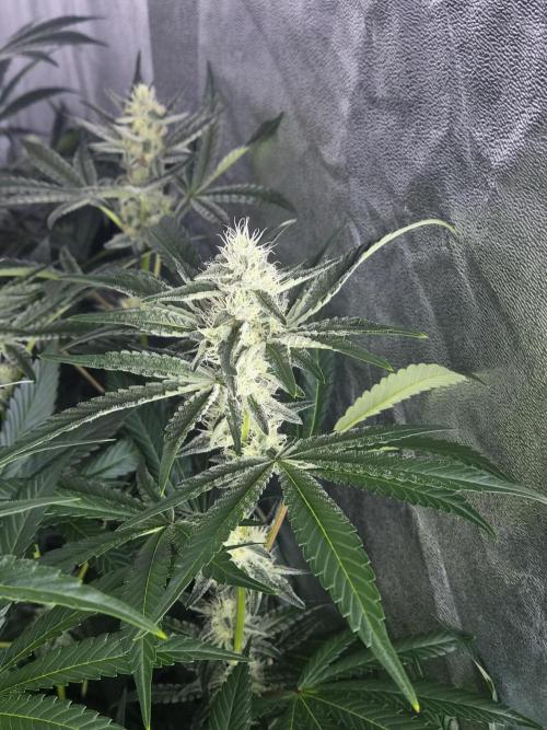 Purple stardawg and mendo breath. Week 10
