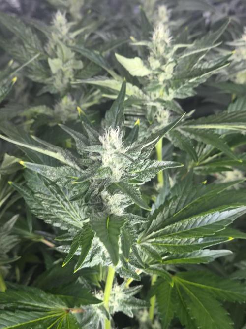 Purple stardawg and mendo breath. Week 10
